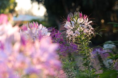 Örümcek çiçekleri ya da KLEOME SPINOSA LINN Sonbaharda güneşin doğuşundan itibaren parlamaya başlar.