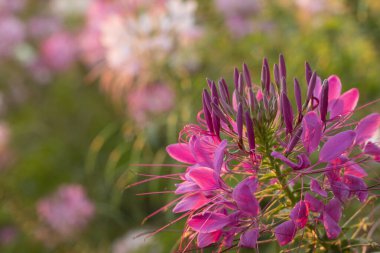 Örümcek çiçekleri ya da KLEOME SPINOSA LINN Sonbaharda güneşin doğuş saatinde çiçek açıyor.