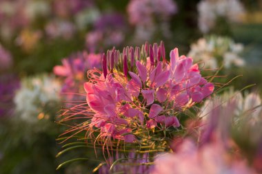 Örümcek çiçekleri ya da KLEOME SPINOSA LINN Sonbaharda güneşin doğuş saatinde çiçek açıyor.