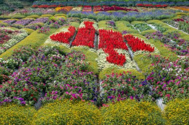 Güzel çiçek bahçesinin manzarası.