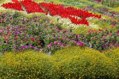 Güzel çiçek bahçesinin manzarası.