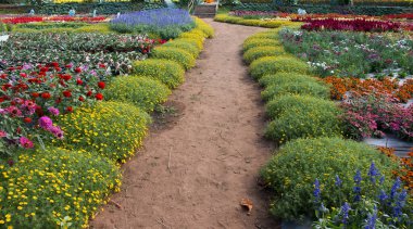 Güzel çiçek tarlalarının manzarası.