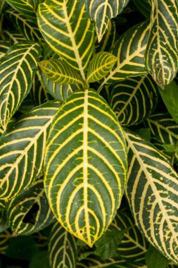 Sanchezia speciosa Leonard doğal soyut arkaplan.