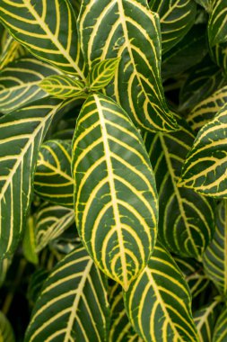 Sanchezia speciosa Leonard doğal soyut arkaplan.