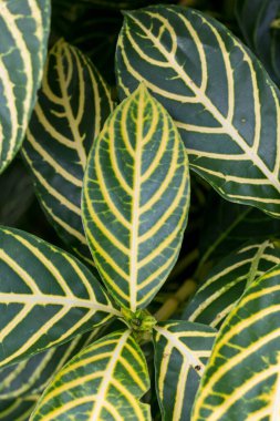 Sanchezia speciosa Leonard doğal soyut arkaplan.