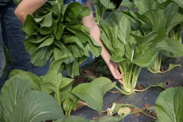 年轻女子在自家花园里抱着新鲜收获的蔬菜 — 图库照片