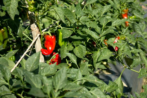 stock image Red sweet pepper in vegetable garden.