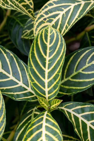 Sanchezia Speciosa Leonard Natürlichen Abstrakten Hintergrund — Stockfoto