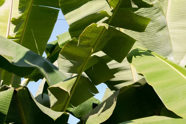 Daun Hijau Pisang Pada Tanaman Untuk Latar Belakang — Stok Foto