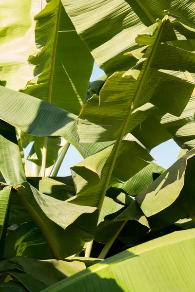 Daun Hijau Pisang Pada Tanaman Untuk Latar Belakang — Stok Foto