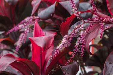 Ti bitkisinin çiçeğine yakın plan.