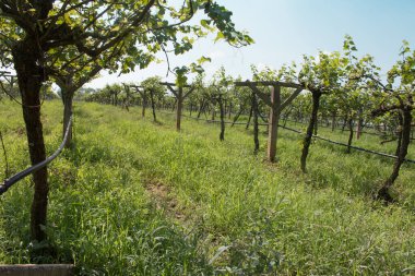 Tayland 'da üzüm bağı manzarası.