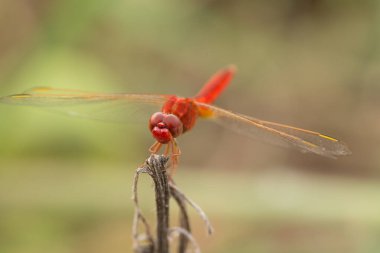 Kızıl Ejder Sineği 'ni kapatın..