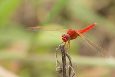 Kızıl Ejder Sineği 'ni kapatın..