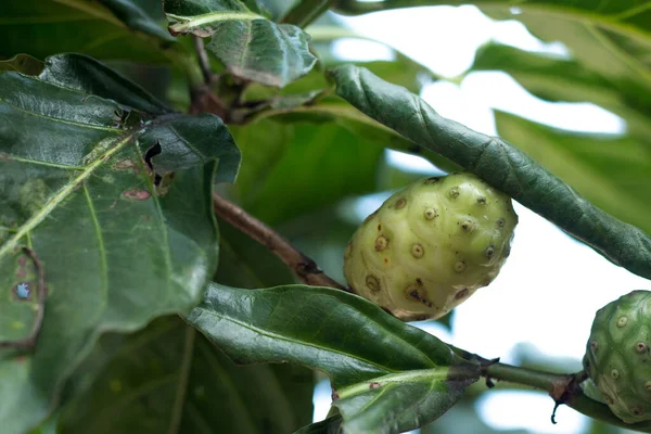 Noni Kaasfruit Basis Van Planten — Stockfoto