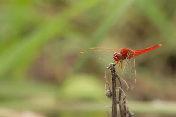 Закрыть Red Dragon Fly — стоковое фото