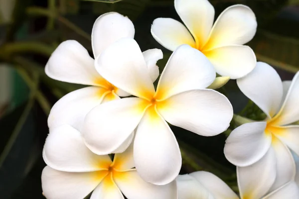 Frangipani Tropical Spa Flower Fiore Plumeria Pianta — Foto Stock