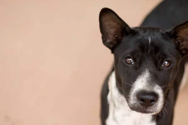 Akıllı Köpeğe Yaklaş — Stok fotoğraf