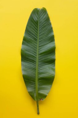 Green tropical leaf on yellow background design for eco background or jungle wallpaper background. clipart