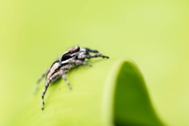 Yeşil yapraklı atlayan örümcek..