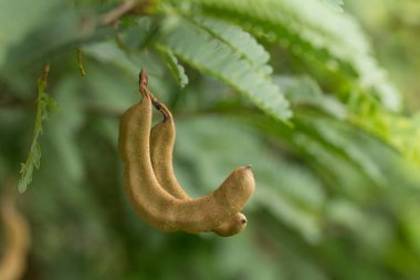 Ağaçta taze demirhindi, Tammarind ağacı.