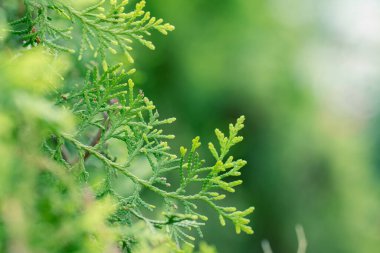Çam yaprakları, Evergreen Thuja arka planı, Kış ağacı ve Noel ağacı arka planı kavramı.