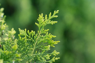 Çam yaprakları, Evergreen Thuja arka planı, Kış ağacı ve Noel ağacı arka planı kavramı.