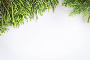 ardıç, Thuja dalı beyaz arka planda noel sınırı.