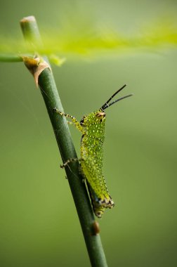Yeşil Çekirge fabrikada.