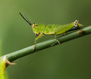 Yeşil Çekirge fabrikada.