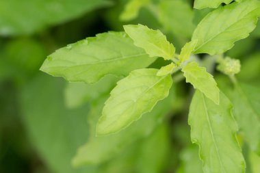 Taze fesleğen yapraklarını kapat..