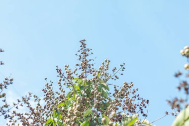 Mavi gökyüzü arka planında yeşil tropik yapraklar.
