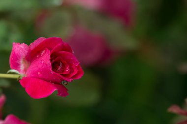 Dalda kırmızı güller.