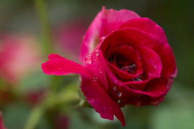 Dalda kırmızı güller.