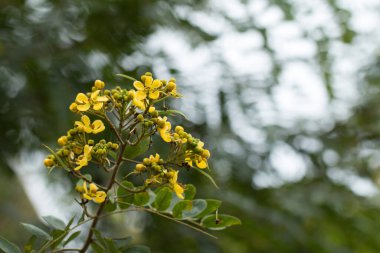 Cassod ağacı, Tayland bakır kapsülü (Senna siamea (Lam.).