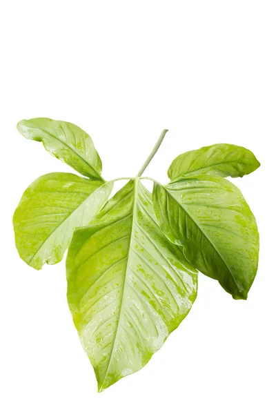 Foglia Tropicale Verde Sfondo Bianco Lavoro Con Salvare Percorsi File — Foto Stock