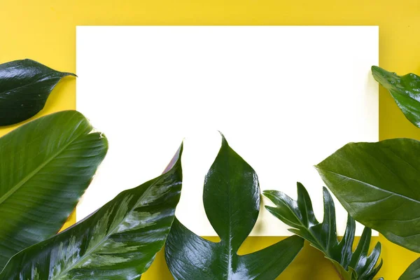 Zielony Liść Tropikalny Żółtym Tle Projektowania Dla Eko Tła Lub — Zdjęcie stockowe