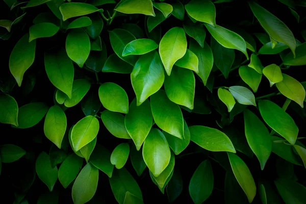 Green leaves background in dark light eco concept image or refreshment concept background, Original dimensions 5472 x 3648 pixels.