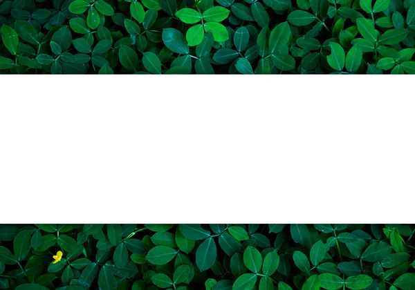Зеленый Фон Листьев Темном Светлом Эко Изображении Фоне Концепции Обновления — стоковое фото