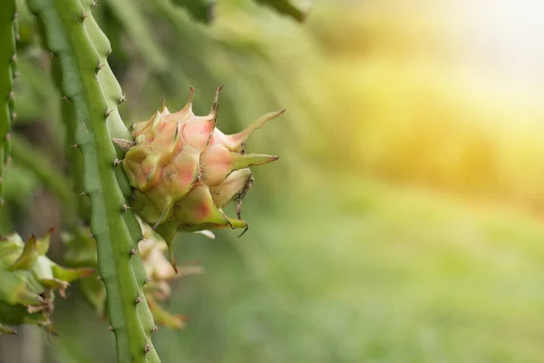 Dragon Fruit Plant Raw Pitaya Fruit Boom Een Pitaya Pitahaya — Stockfoto