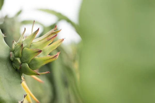 용설란 Raw Pitaya Pitaya Pitahaya 아메리카 토착종의 선인장 품종의 열매이다 — 스톡 사진