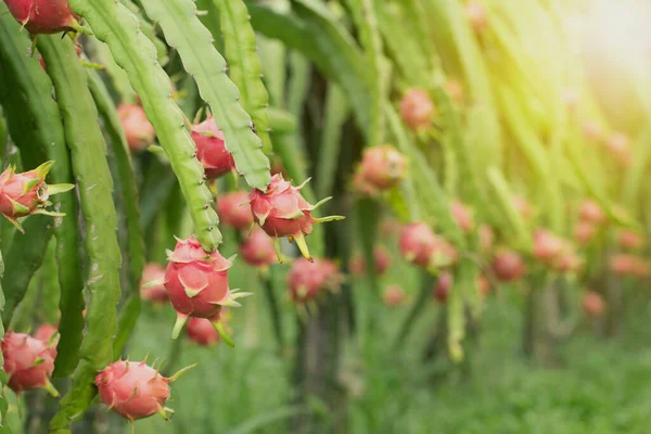 Dragon Fruit Plant Raw Pitaya Fruit Tree Pitaya Pitahaya Είναι — Φωτογραφία Αρχείου