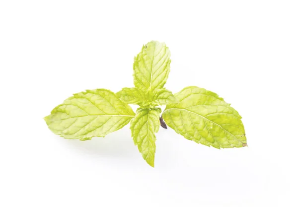 Close Fresh Peppermint Leaf — Stock Photo, Image