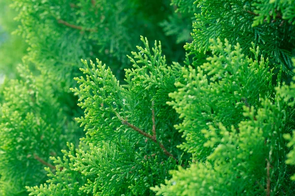 Pine Leaves Evergreen Thuja Background Winter Tree Christmas Tree Background — Stock Photo, Image