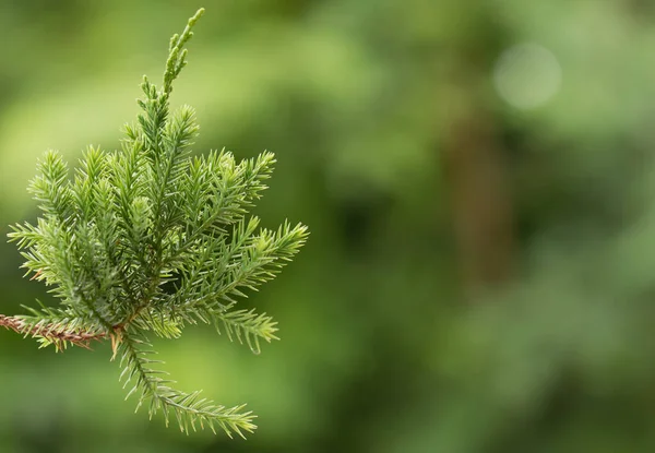 Сосна Вечнозеленый Можжевельник Фон Рождество Зима Обои — стоковое фото