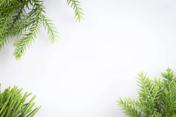 Enbär Thuja Twig Jul Gräns Vit Bakgrund — Stockfoto