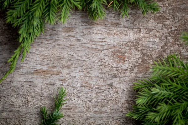 Відгалуження Arborvitae Філіали Juniper Деревному Різдвяному Тлі — стокове фото