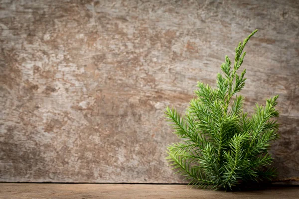 Відгалуження Arborvitae Філіали Juniper Деревному Різдвяному Тлі — стокове фото