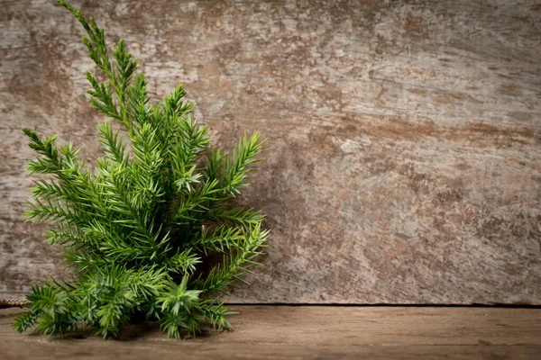 Branches Arborvitae Juniper Branch Wood Background — 스톡 사진