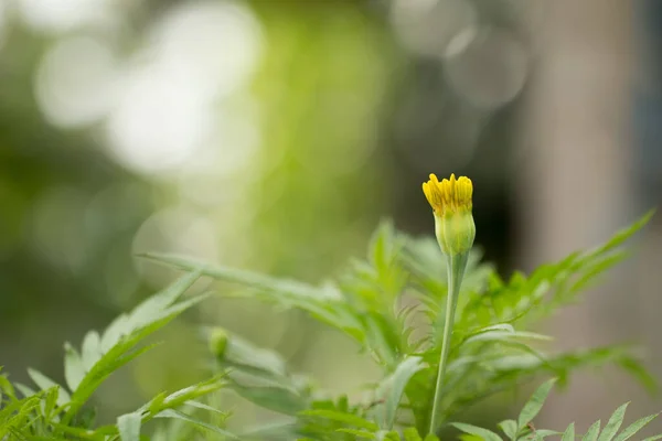 Gelbe Ringelblume Auf Blumengarten — Stockfoto